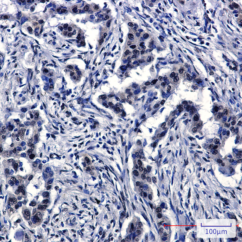 Cullin 4A Rabbit mAb